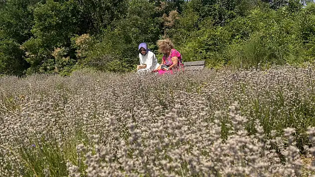 Turizme Yeni Soluk: Önce Abana, Sonra Batı Karadeniz