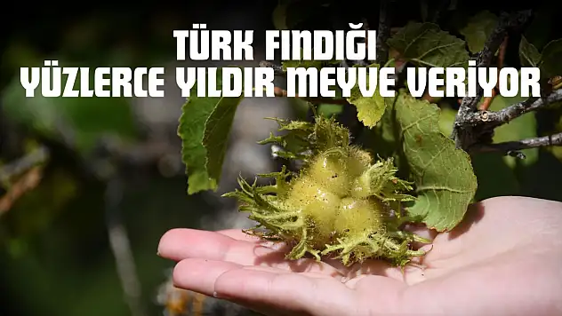 Türk Fındığı Yüzlerce Yıldır Meyve Veriyor