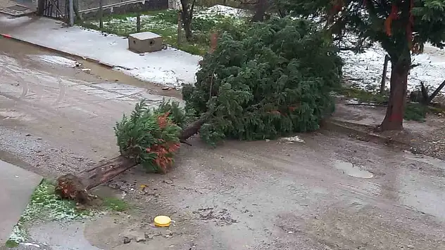 Türkeli'de Fırtına Ağaç Devirdi, Yol Trafiğe Kapandı