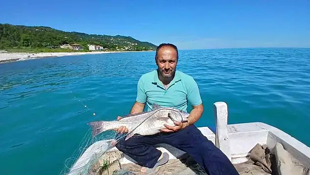 Türkeli'de nadir görülen kötek balığı avlandı