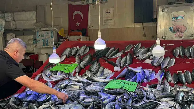 Türkeli'de palamut bereketi: Fiyatı düştü, yüzler güldü