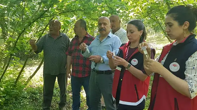Samuray Arısı Doğaya Salındı