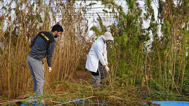 Türkiye'nin 3'üncü Kenevir Çeşidi Geliyor