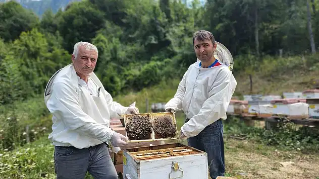 Yenice Ihlamur Balına AB Tescili