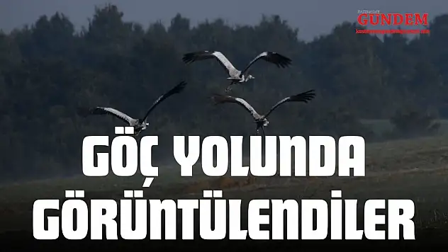 Turna Ailesi Göç Yolunda Görüntülendi