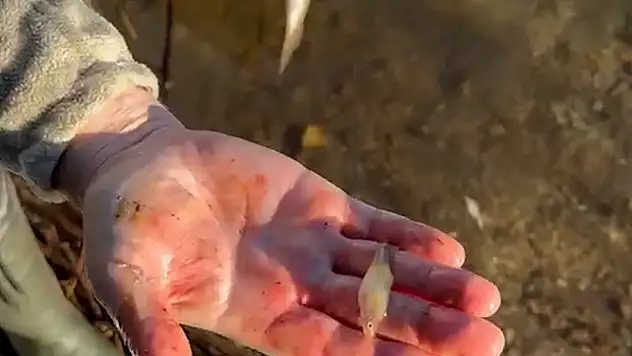 Tuttuğu Balığın İçinden Bir Sürü Balık Çıktı