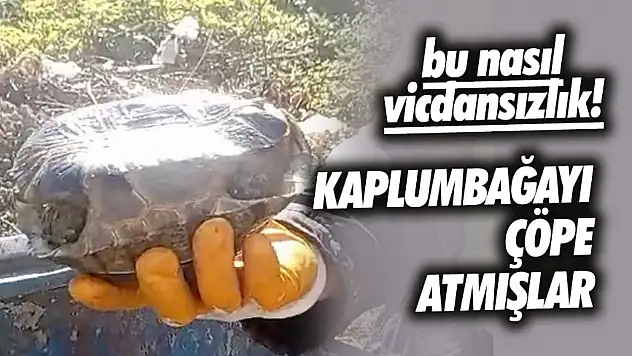 Vicdansızlık! Kaplumbağayı Çöpe Atmışlar