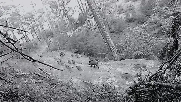 Yaban Hayvanları Fotokapana Takıldı