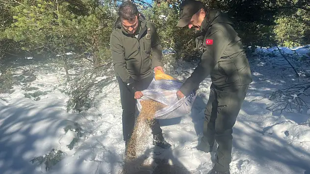 Yabandaki Canlılara Yem ve Yiyecek Desteği