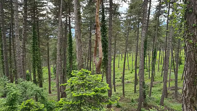 Yağışlar ormanların gücüne güç kattı