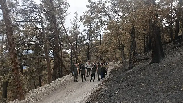Yanan ormanlarda yaralar sarılıyor