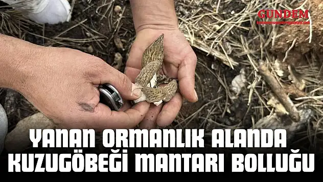 Yanan Ormanlık Alanda Kuzugöbeği Mantarı Bolluğu