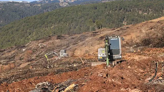 Ilgaz Dağı Yeniden Yeşillenecek
