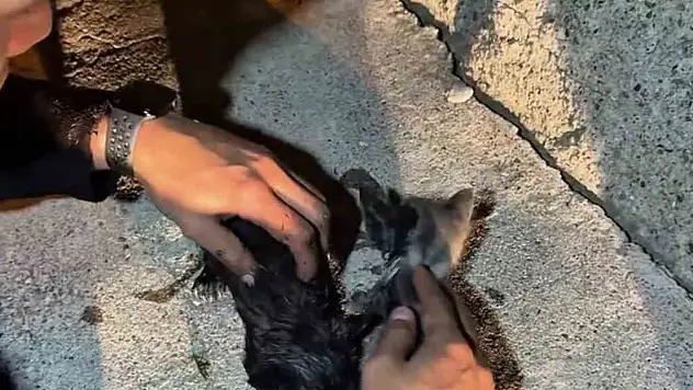 Yangında mahsur kalan kedileri itfaiye ekipleri kurtardı