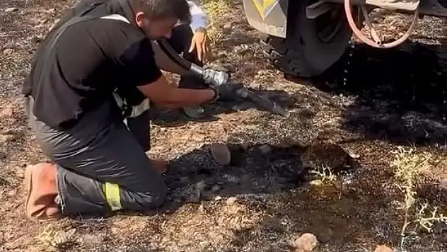 Yangından Etkilenen Kirpiye Elleriyle Su Verdiler