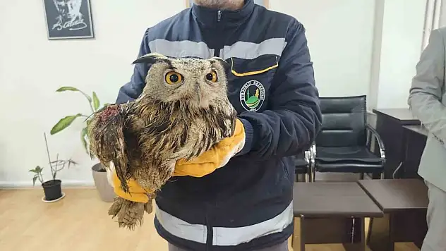 Yaralı Halde Bulundu, Tedavi Altına Alındı