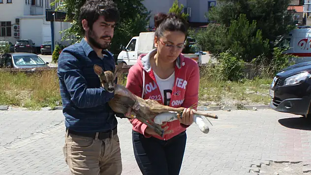 Yaralı karaca tedavi altına alındı