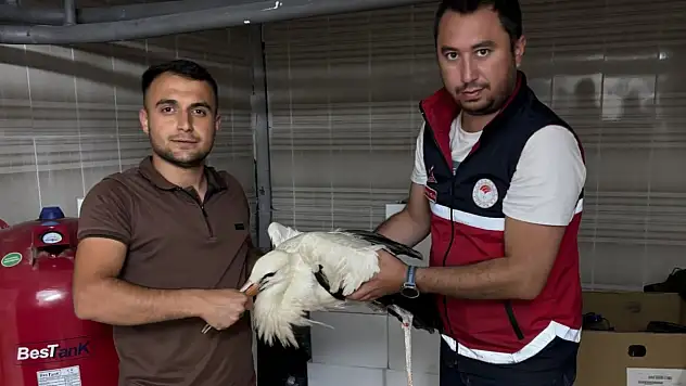 Yaralı Leylek Koruma Altına Alındı