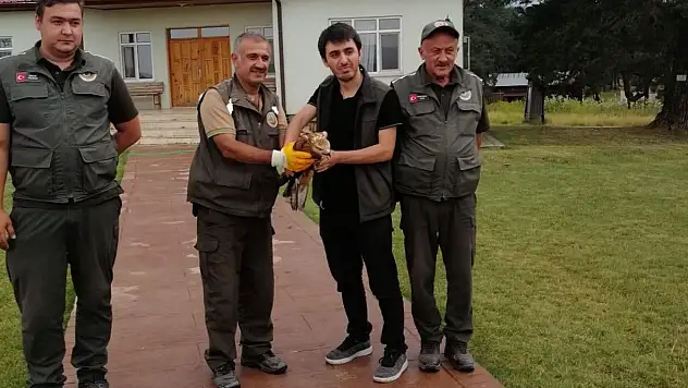 Yaralı Şahine İlk Müdahale Ormancılardan