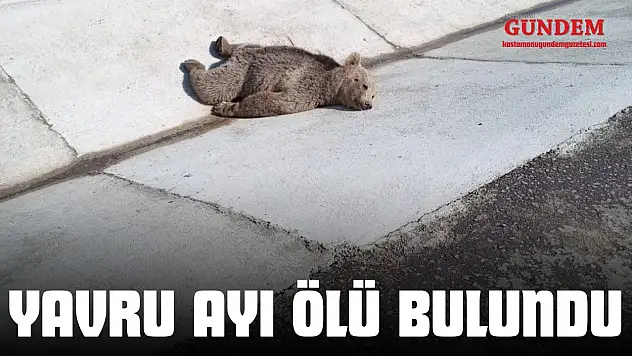 Yavru Ayı Ölü Bulundu