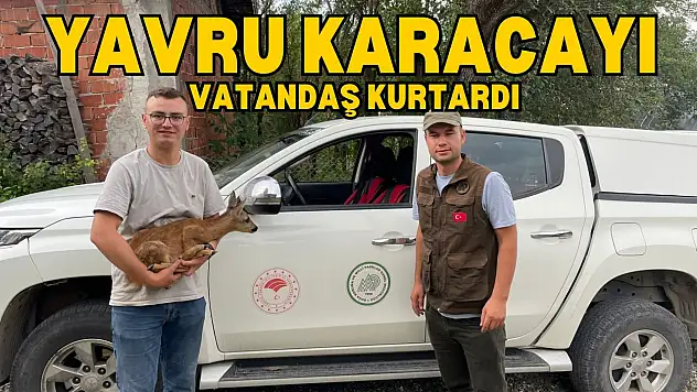 Yavru Karacayı Vatandaş Kurtardı