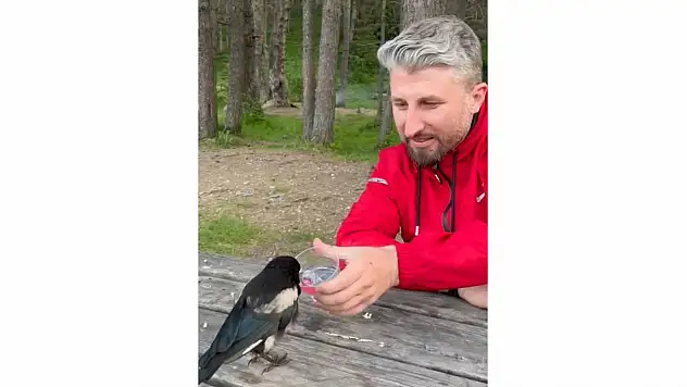 Yavru Kargayı Elleriyle Beslediler
