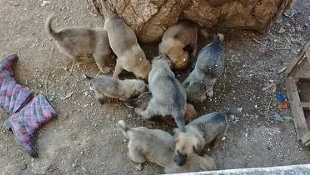 Yavrularıyla birlikte sahipsiz kaldı