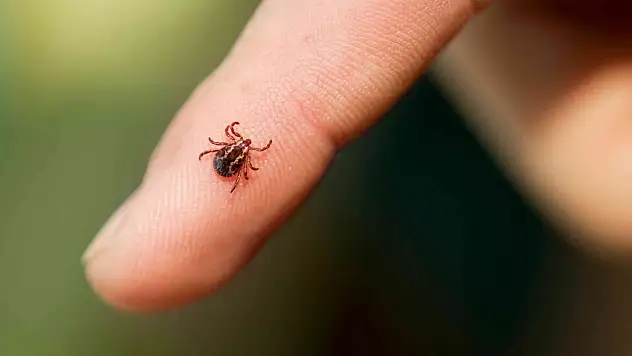Yazın Sessiz Tehlikesi: Kene Isırığına Karşı 5 Etkili Önlem