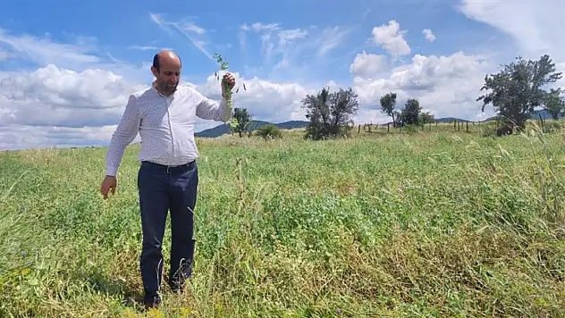 Yem bitkileri kontrolleri devam ediyor