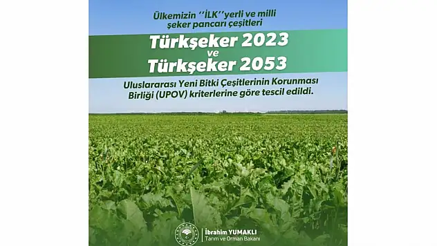 Yerli Şeker Pancarı Tohumu Tescil Aldı