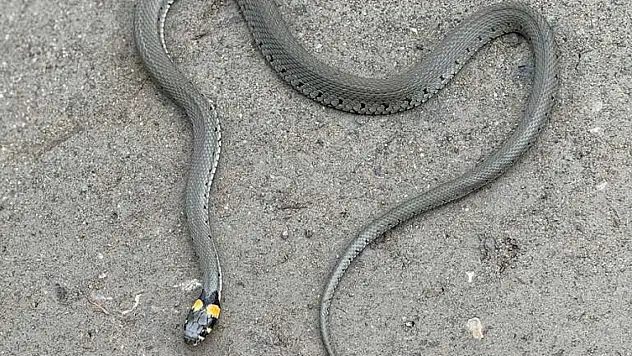 Yılan Görüntülendi
