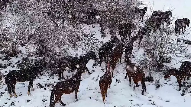 Yılkı Atları Görüntülendi