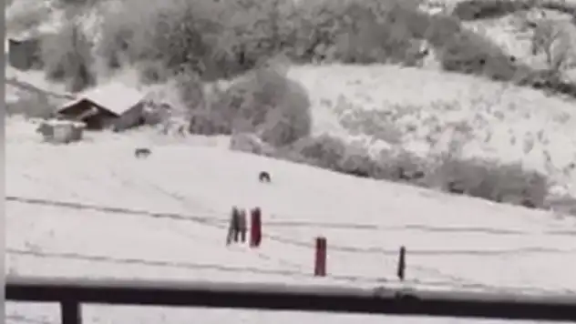 Yiyecek Ararken Görüntülendiler