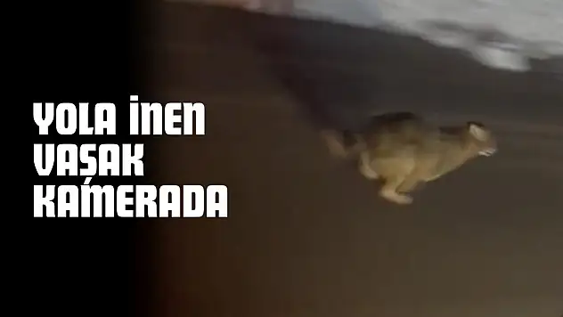 Yola İnen Vaşak Kamerada