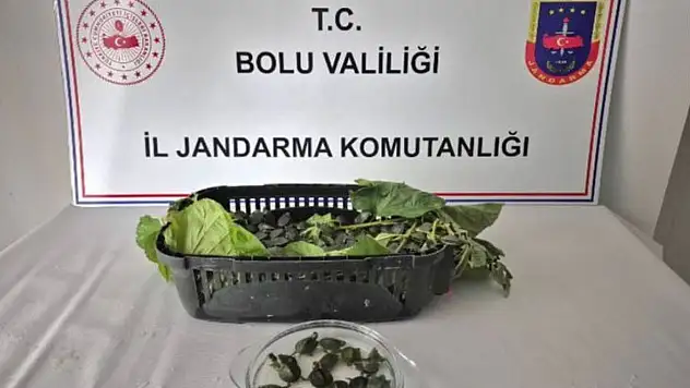 500 Yasaklı Su Kaplumbağası Ele Geçirildi