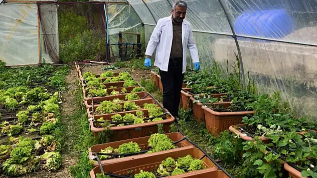 Yosunlardan Elde Edilen Gübreyle Çilek Üretildi