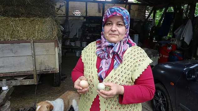 Yüksek proteinli mavi yumurtalar ilgi görüyor