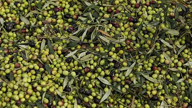 Zeytin Üretimi Rekor Kırdı