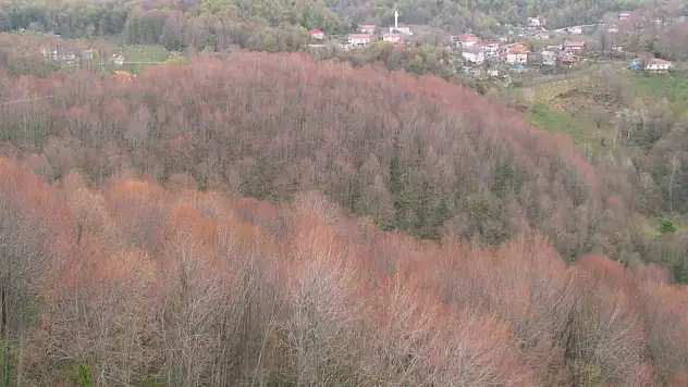 Zonguldak Ormanları İlkbaharı Renkleriyle Karşılıyor