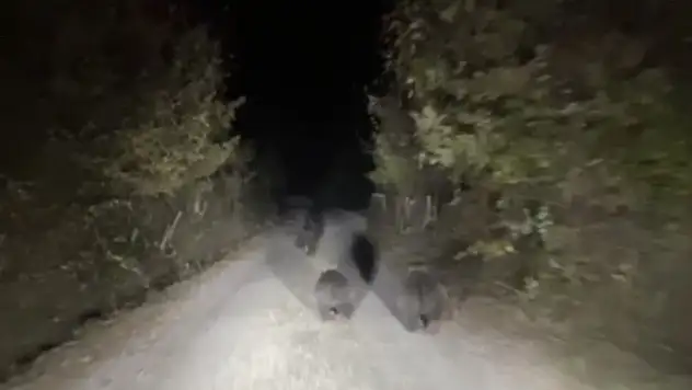 Köylere İnen Ayılar Tedirgin Ediyor