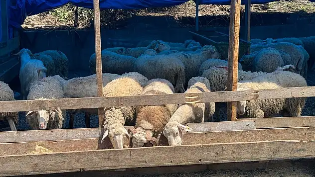 Kurbanlık Pazarında Hareketlilik Başladı