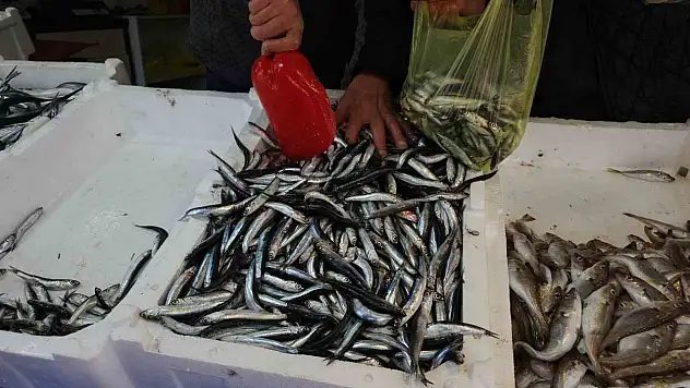Zonguldak'ta Limandan 500 Ton Hamsi Çıktı