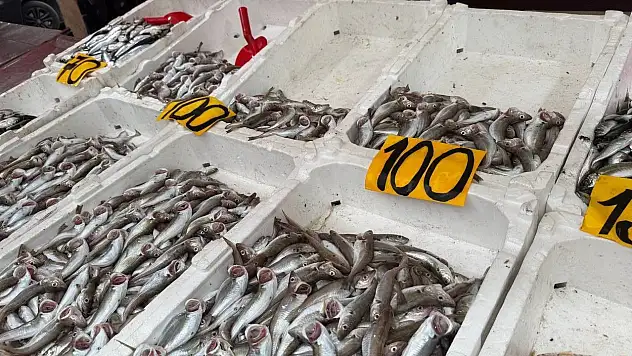 Mezgitin Kilosu 100 Liraya Geriledi
