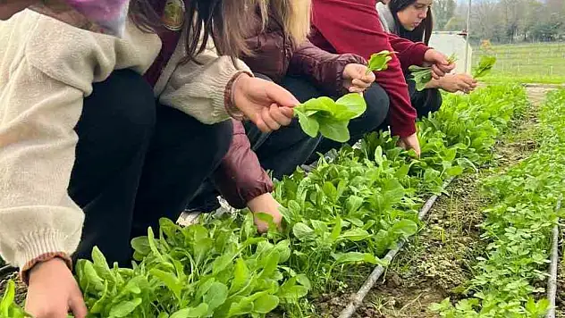 Zonguldak'ta Tarım Lisesi Öğrencileri, Hasat Yaptı