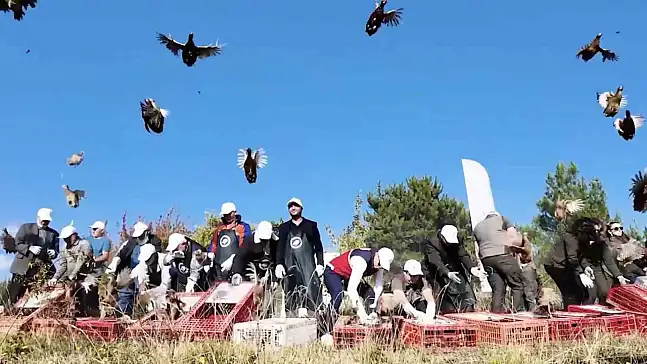 Kastamonu'da Doğaya 900 Sülün Salındı