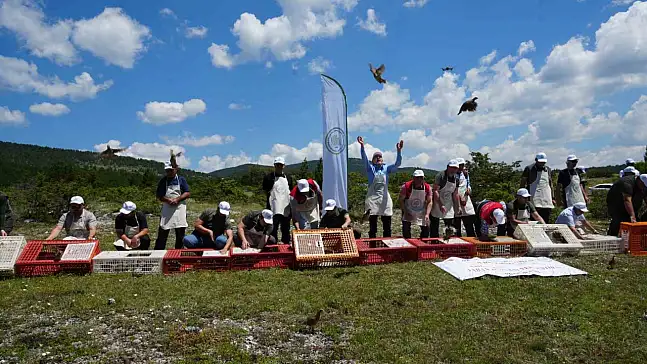 Kastamonu'da Doğaya Bin 200 Kınalı Keklik Salındı