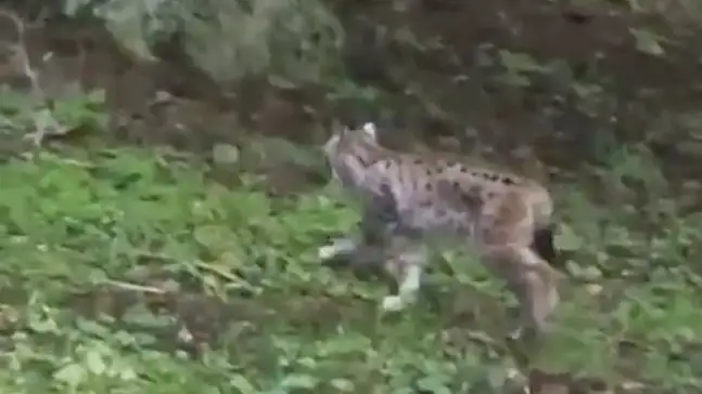 Kastamonu'da Vaşak Görüntülendi