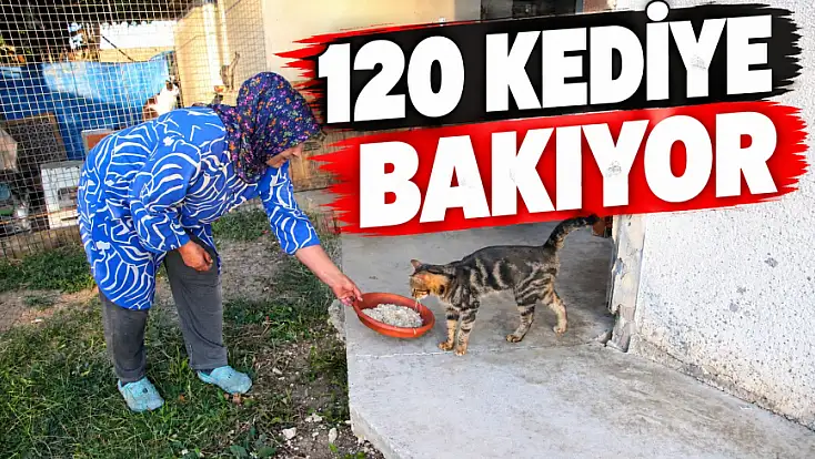 120 Kediye Bakıyor