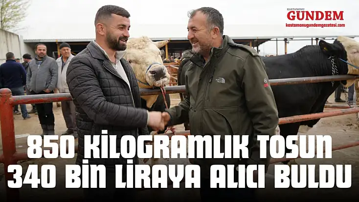 850 Kilogramlık Tosun 340 Bin Liraya Alıcı Buldu