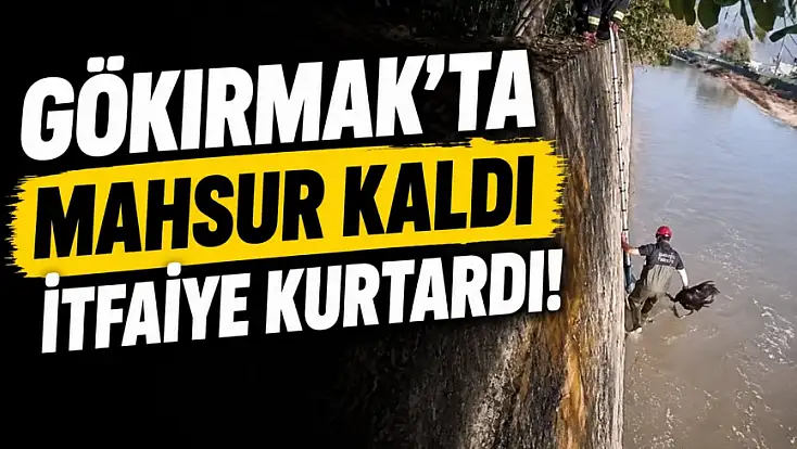 Gökırmak’ta Mahsur Kaldı, İtfaiye Kurtardı!